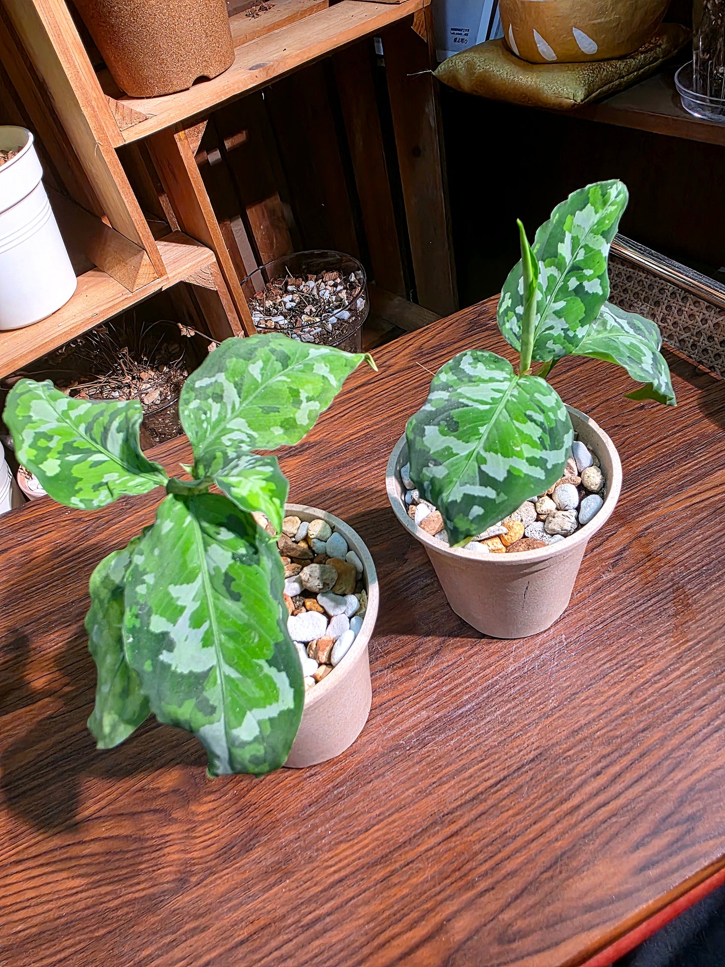 Aglaonema Pictum Tricolor 迷彩粗肋草