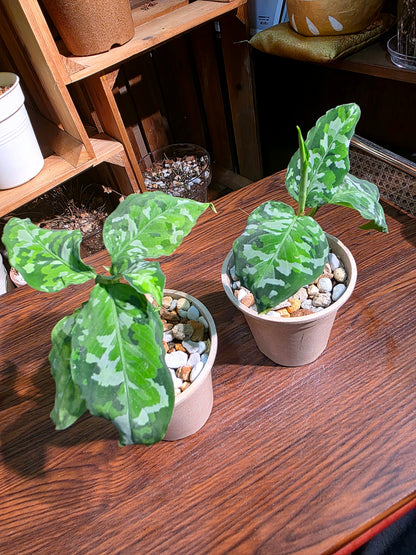 Aglaonema Pictum Tricolor 迷彩粗肋草