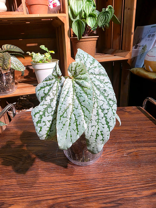 Begonia sp 梨花秋海棠