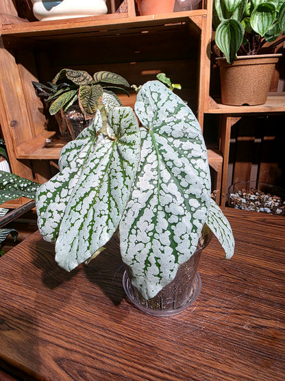 Begonia sp 梨花秋海棠