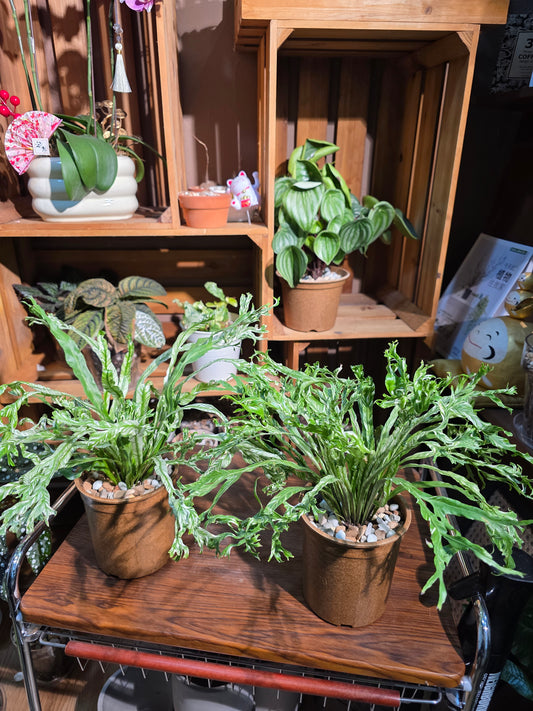 Asplenium nidus variegated 白斑鳥巢蕨