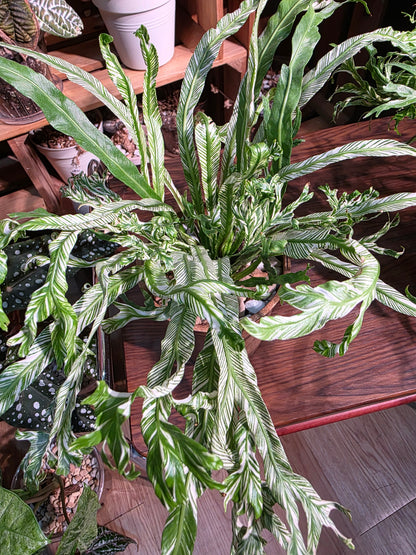 Asplenium nidus variegated 白斑鳥巢蕨