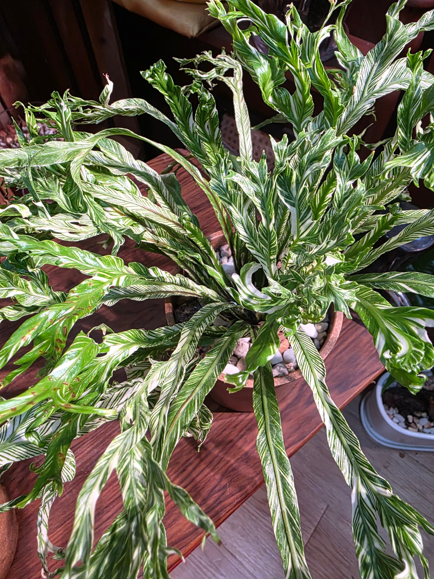 Asplenium nidus variegated 白斑鳥巢蕨