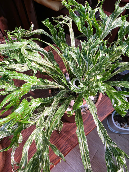 Asplenium nidus variegated 白斑鳥巢蕨