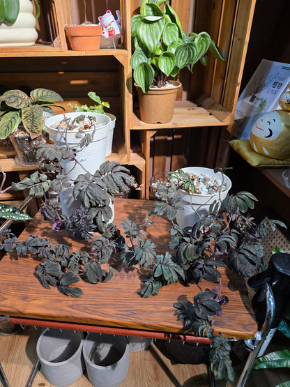 Solanum uleaum 厄瓜多爾茄子