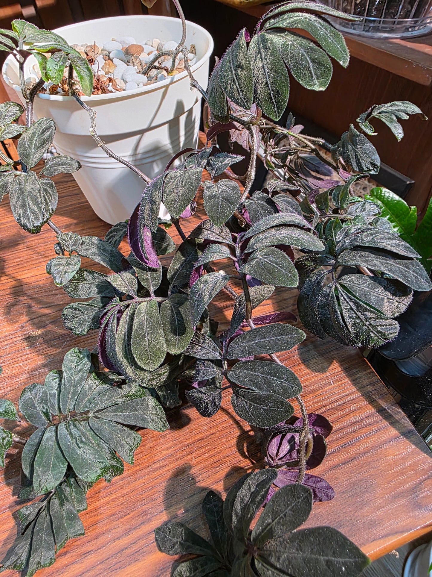 Solanum uleaum 厄瓜多爾茄子
