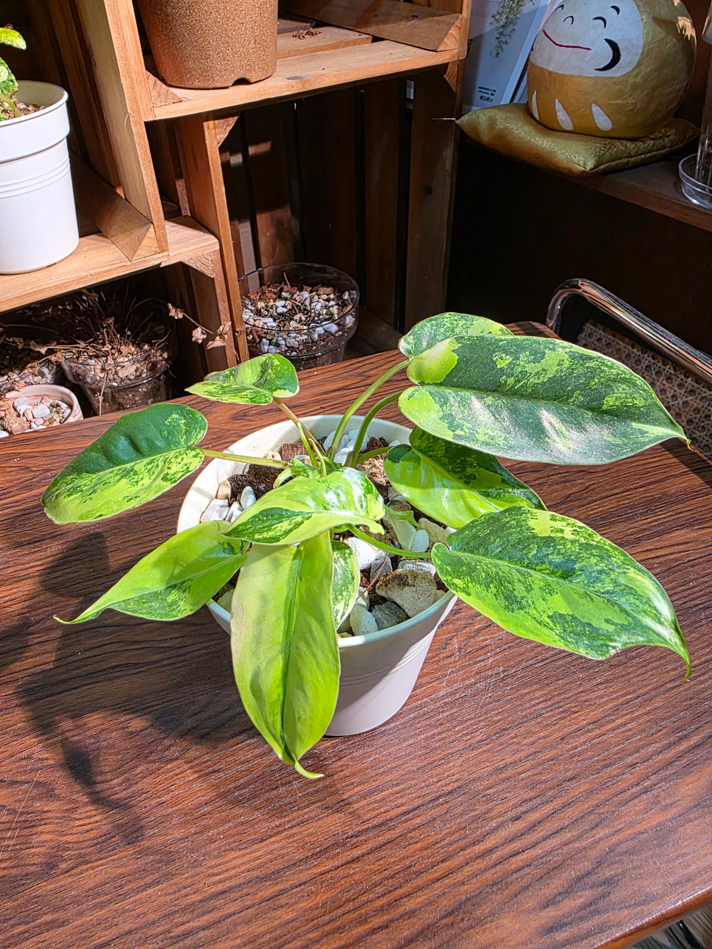 Philodendron burle marx variegated 斑葉獨角獸蔓綠絨