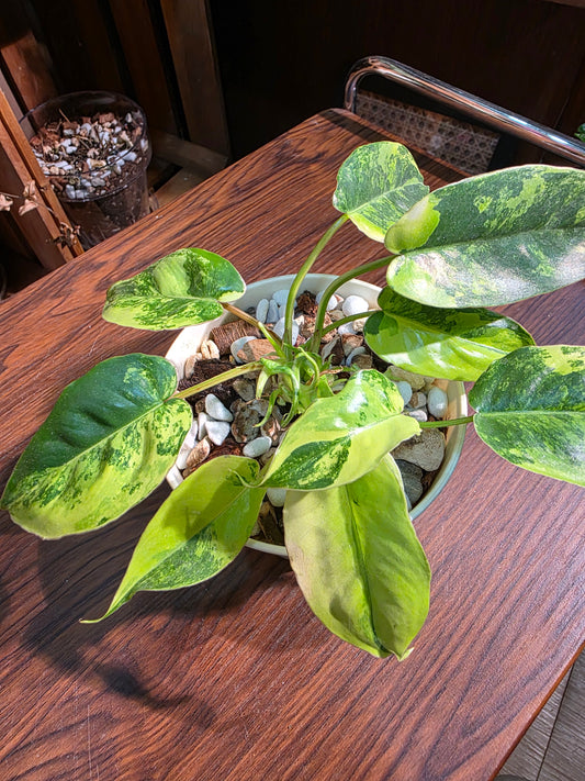 Philodendron burle marx variegated 斑葉獨角獸蔓綠絨