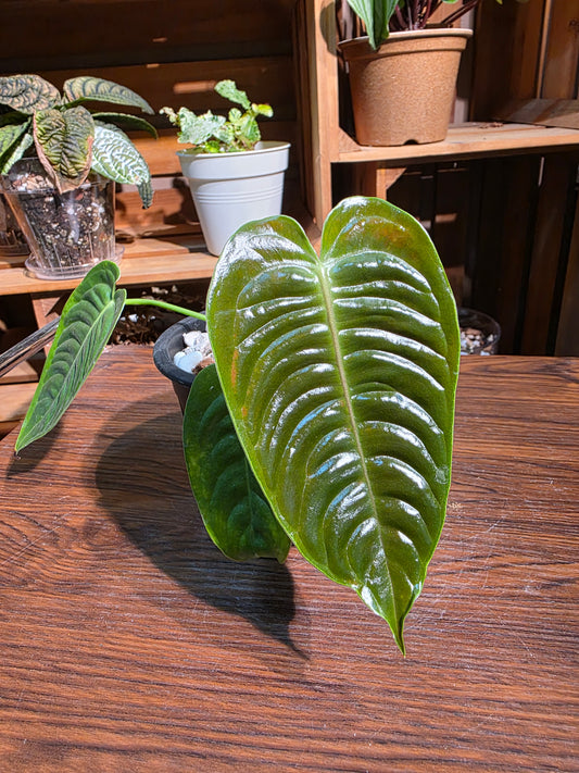 Anthurium veitchii 火鶴王