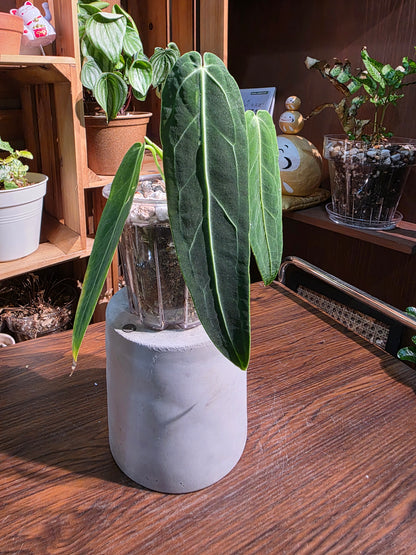 Anthurium warocqueanum 火鶴后