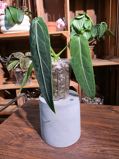 Anthurium warocqueanum 火鶴后
