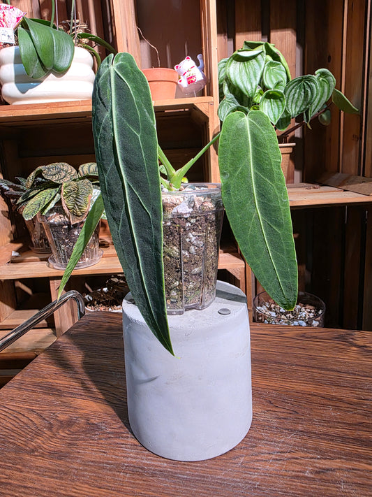 Anthurium warocqueanum 火鶴后