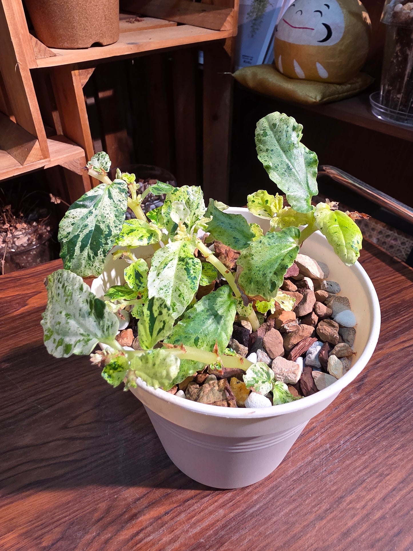 Pellionia repens variegated 薄荷吐煙花