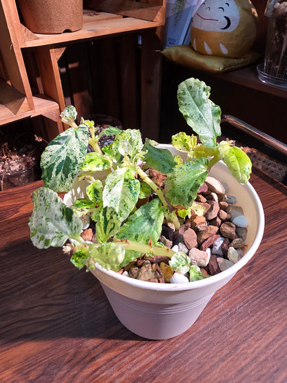 Pellionia repens variegated 薄荷吐煙花