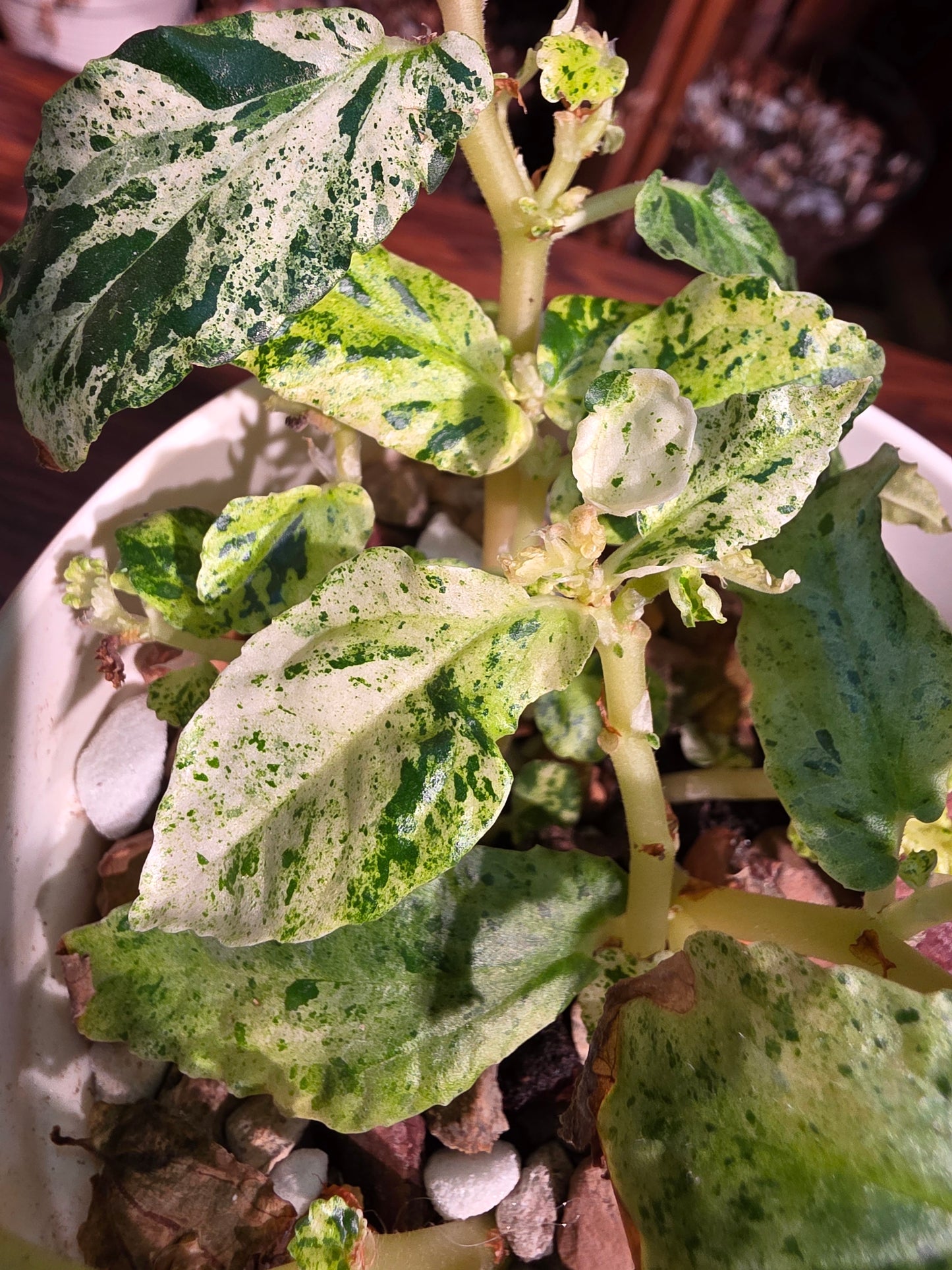 Pellionia repens variegated 薄荷吐煙花