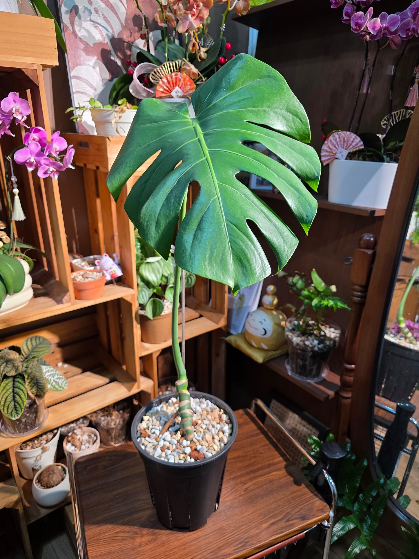 Monstera deliciosa 老樁龜背竹