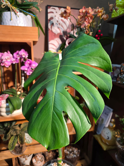 Monstera deliciosa 老樁龜背竹