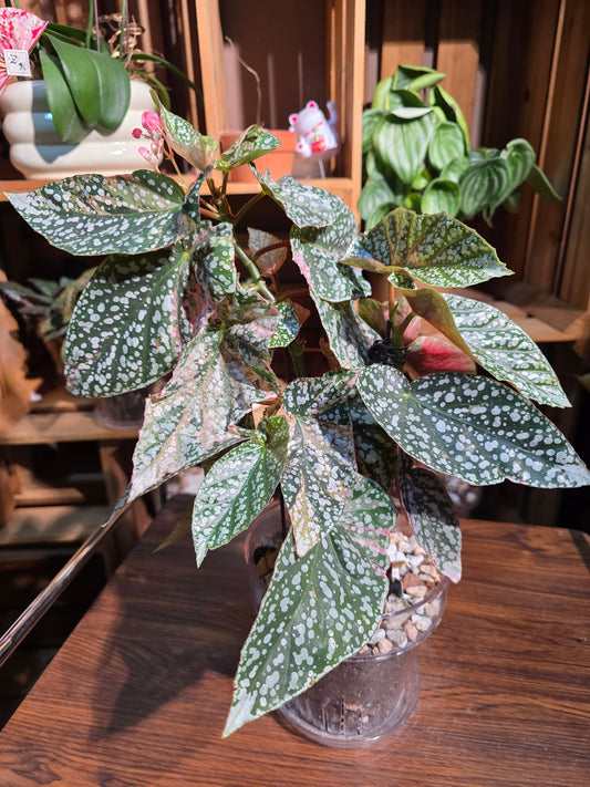 Begonia snow capped variegated 富士山錦秋海棠