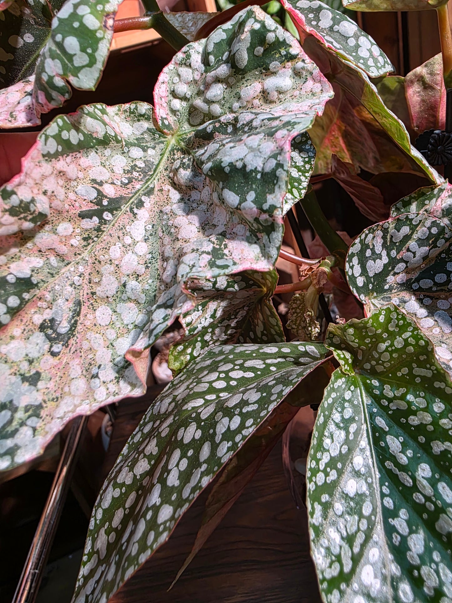 Begonia snow capped variegated 富士山錦秋海棠