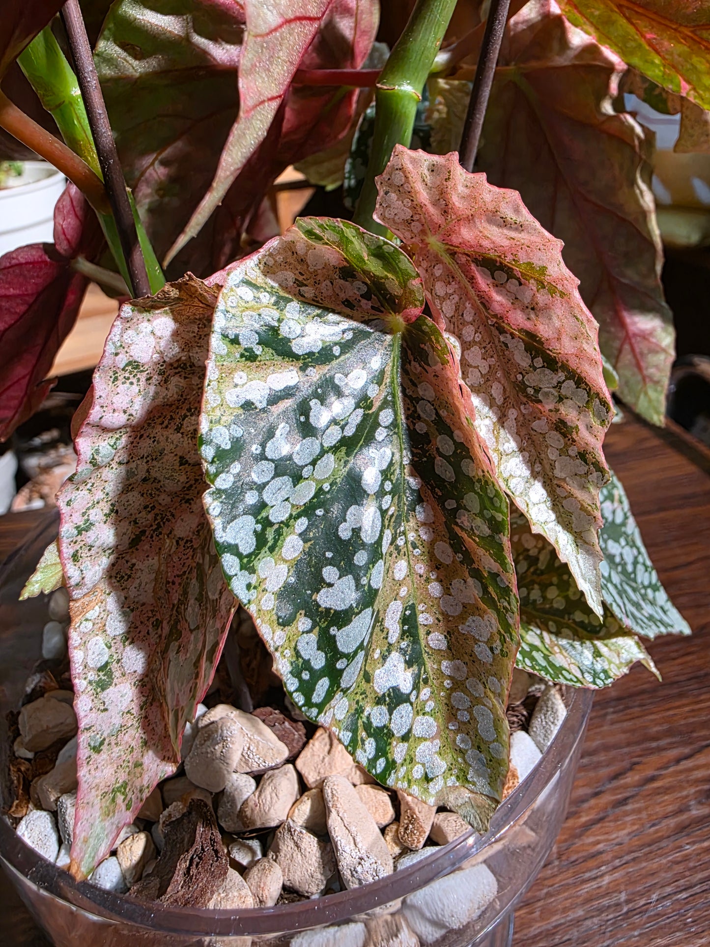 Begonia snow capped variegated 富士山錦秋海棠