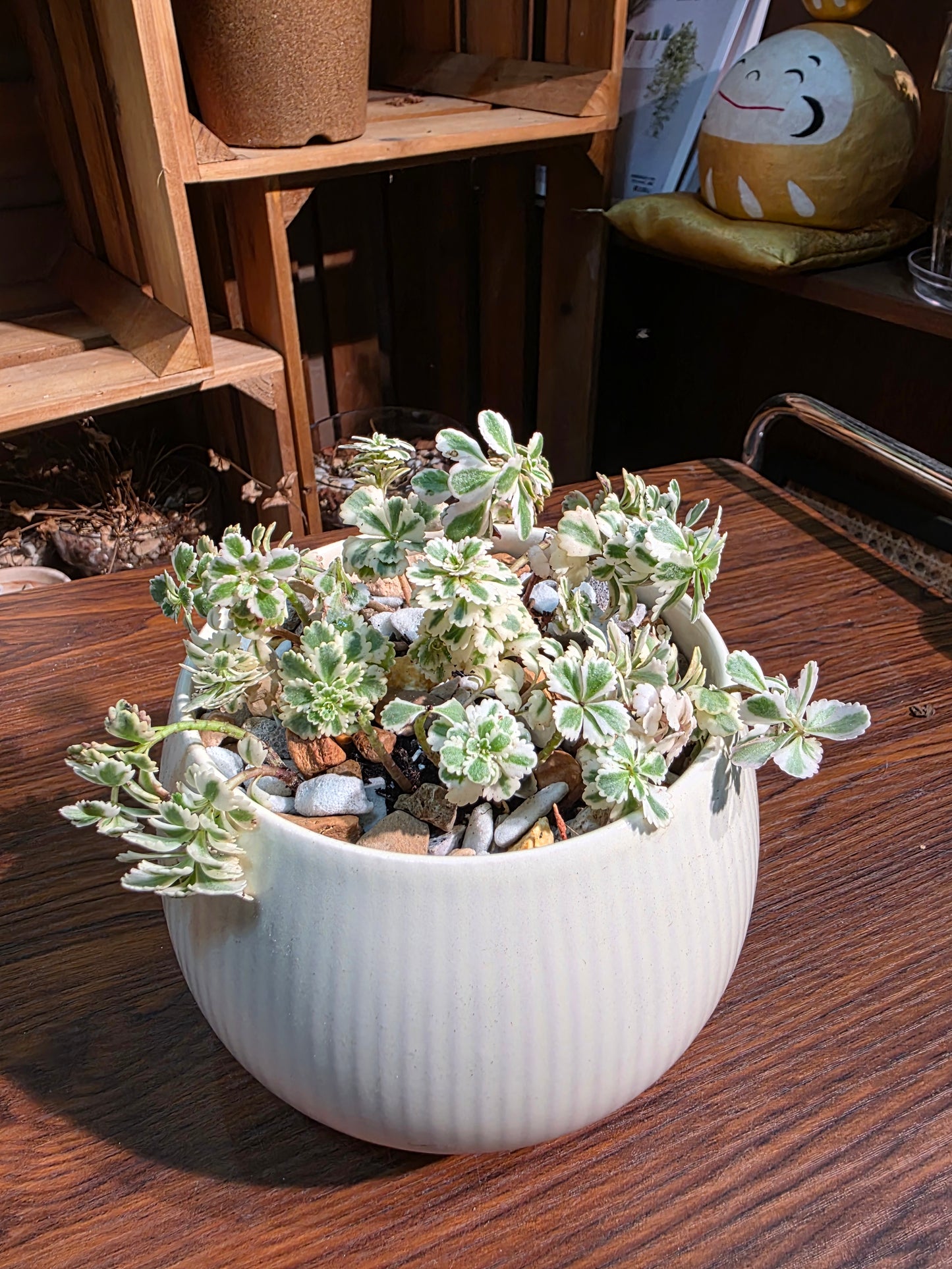 Sedum takesimense Atlantis