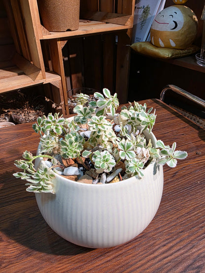 Sedum takesimense Atlantis