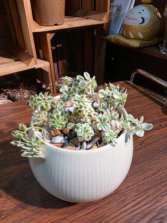 Sedum takesimense Atlantis