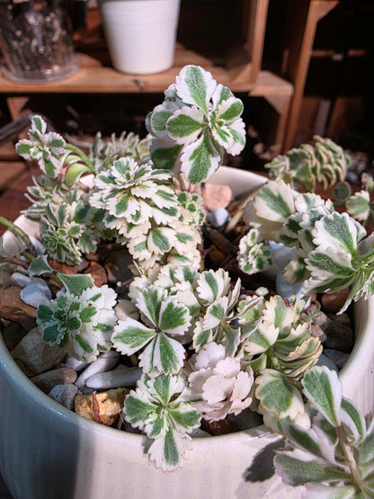 Sedum takesimense Atlantis