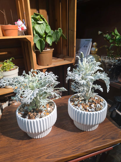 Jacobaea maritima 銀葉菊