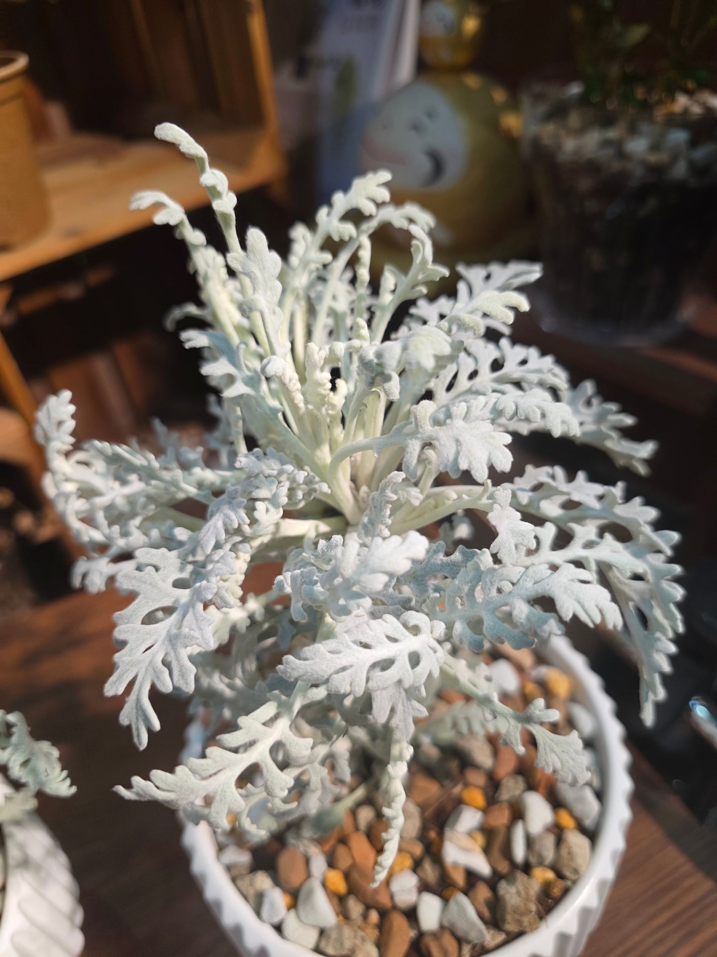 Jacobaea maritima 銀葉菊