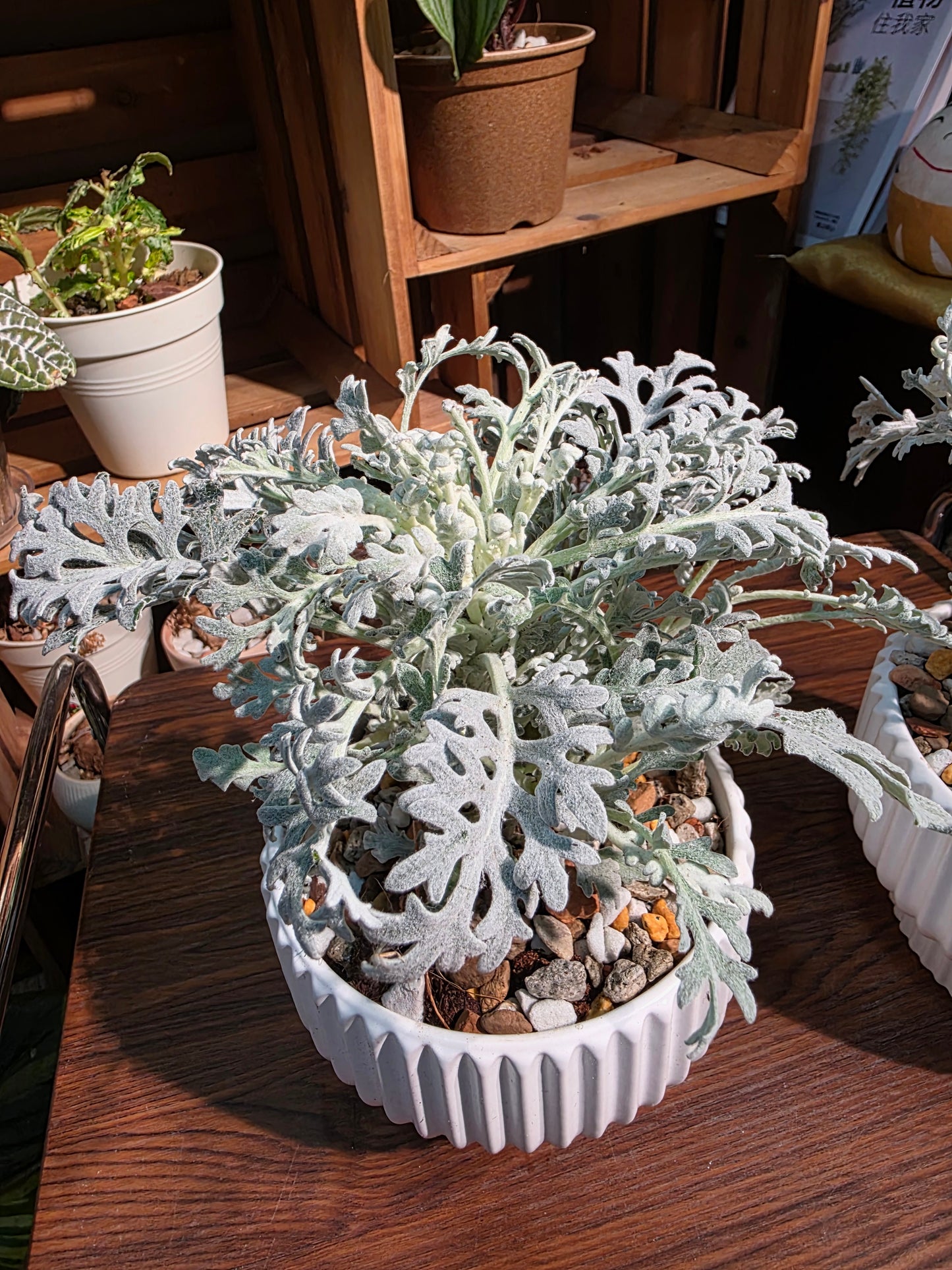 Jacobaea maritima 銀葉菊