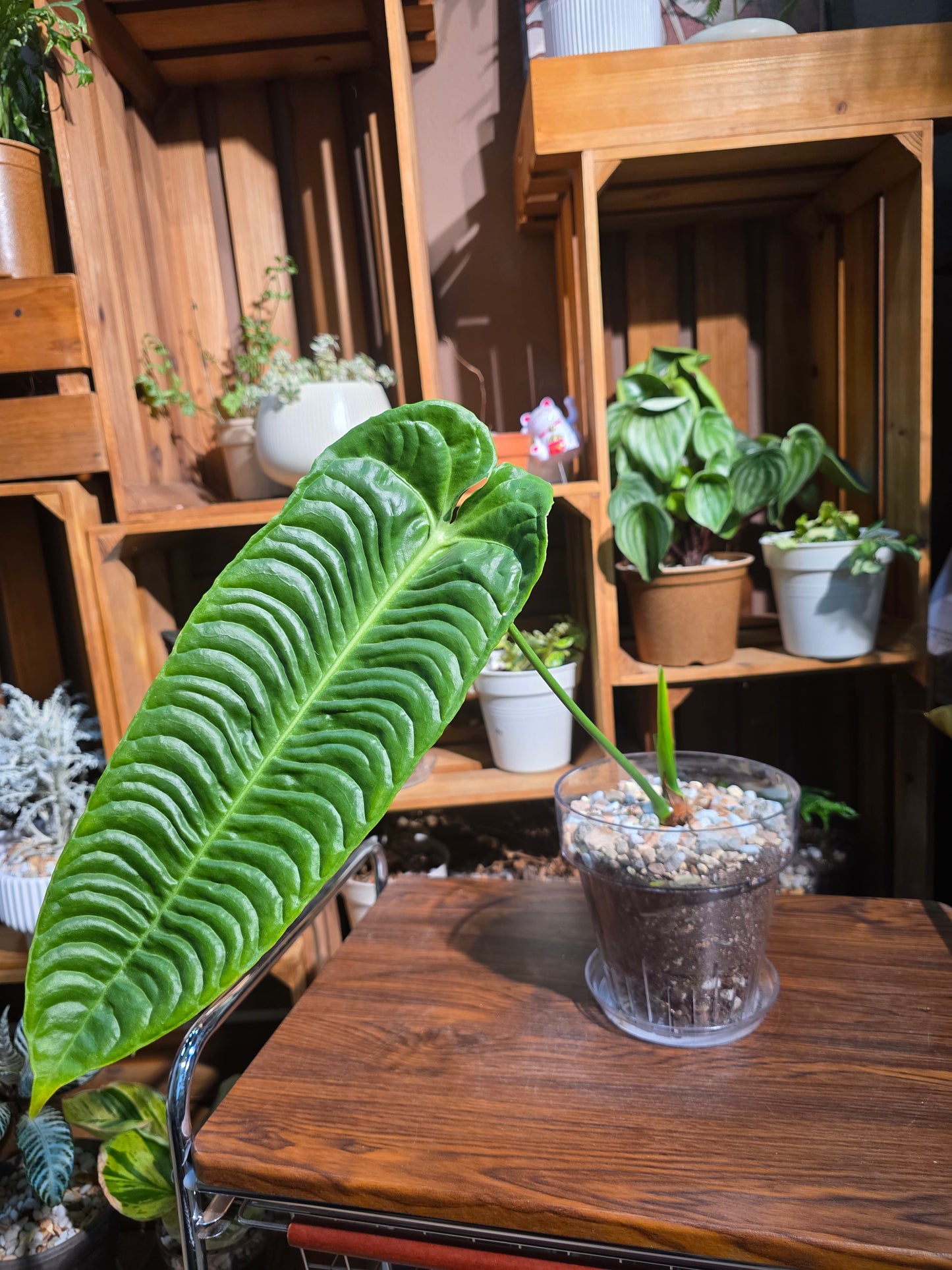 Anthurium veitchii 火鶴王