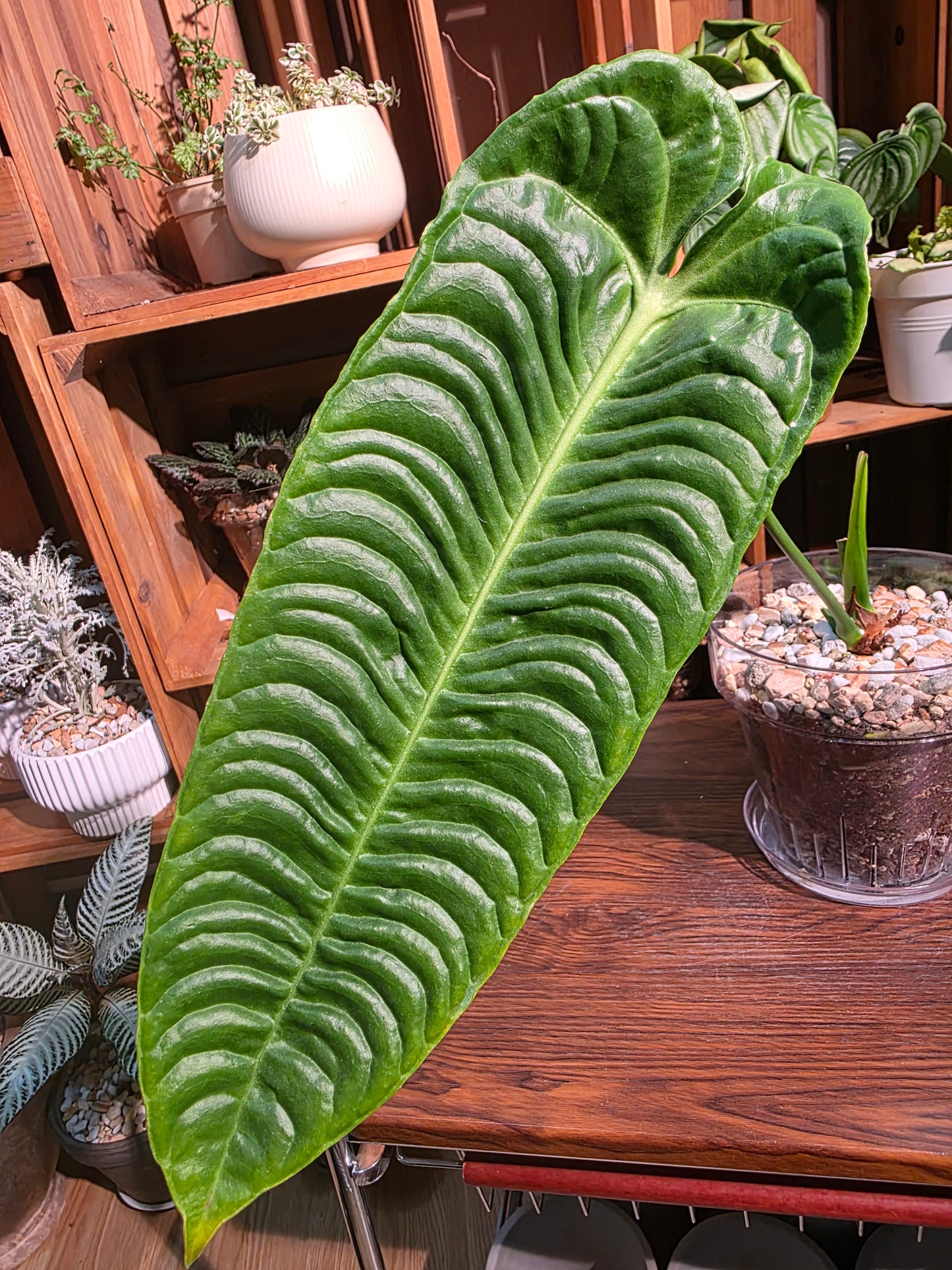 Anthurium veitchii 火鶴王