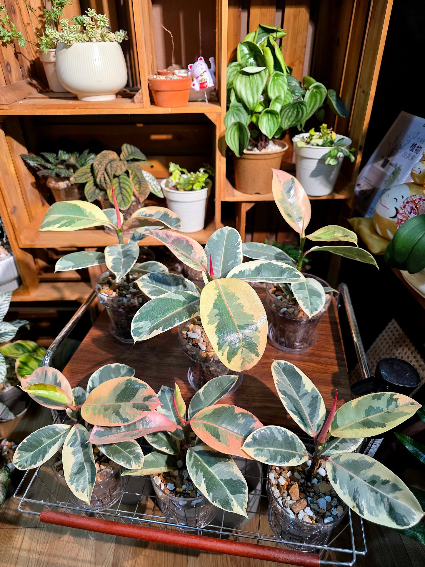 Ficus tineke 斑葉橡皮樹