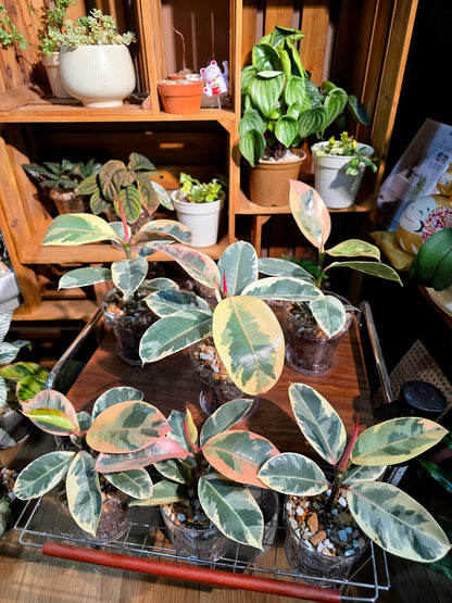 Ficus tineke 斑葉橡皮樹