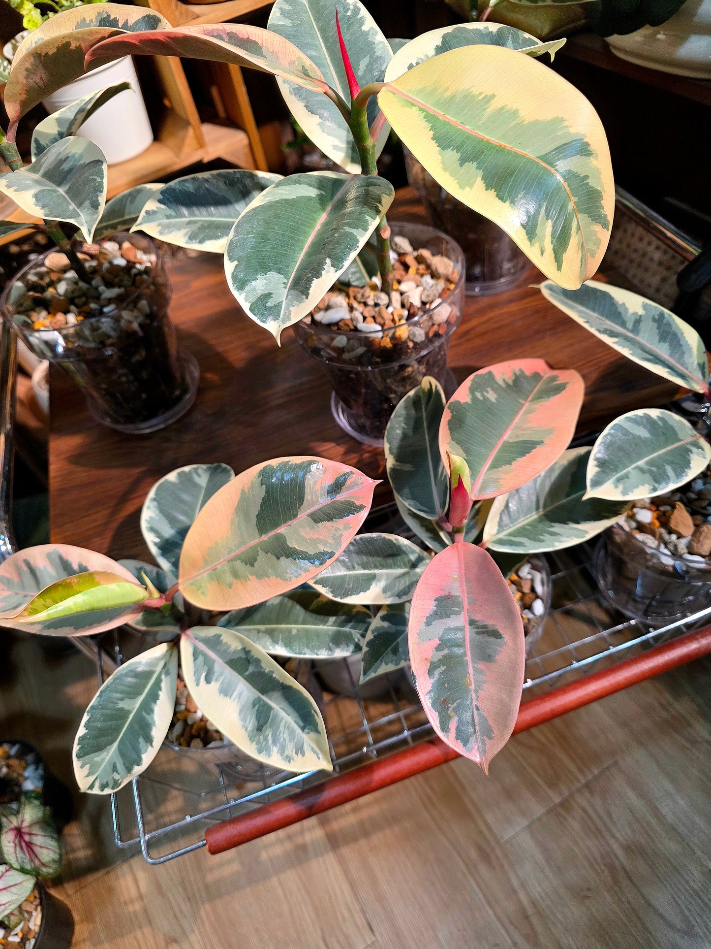 Ficus tineke 斑葉橡皮樹