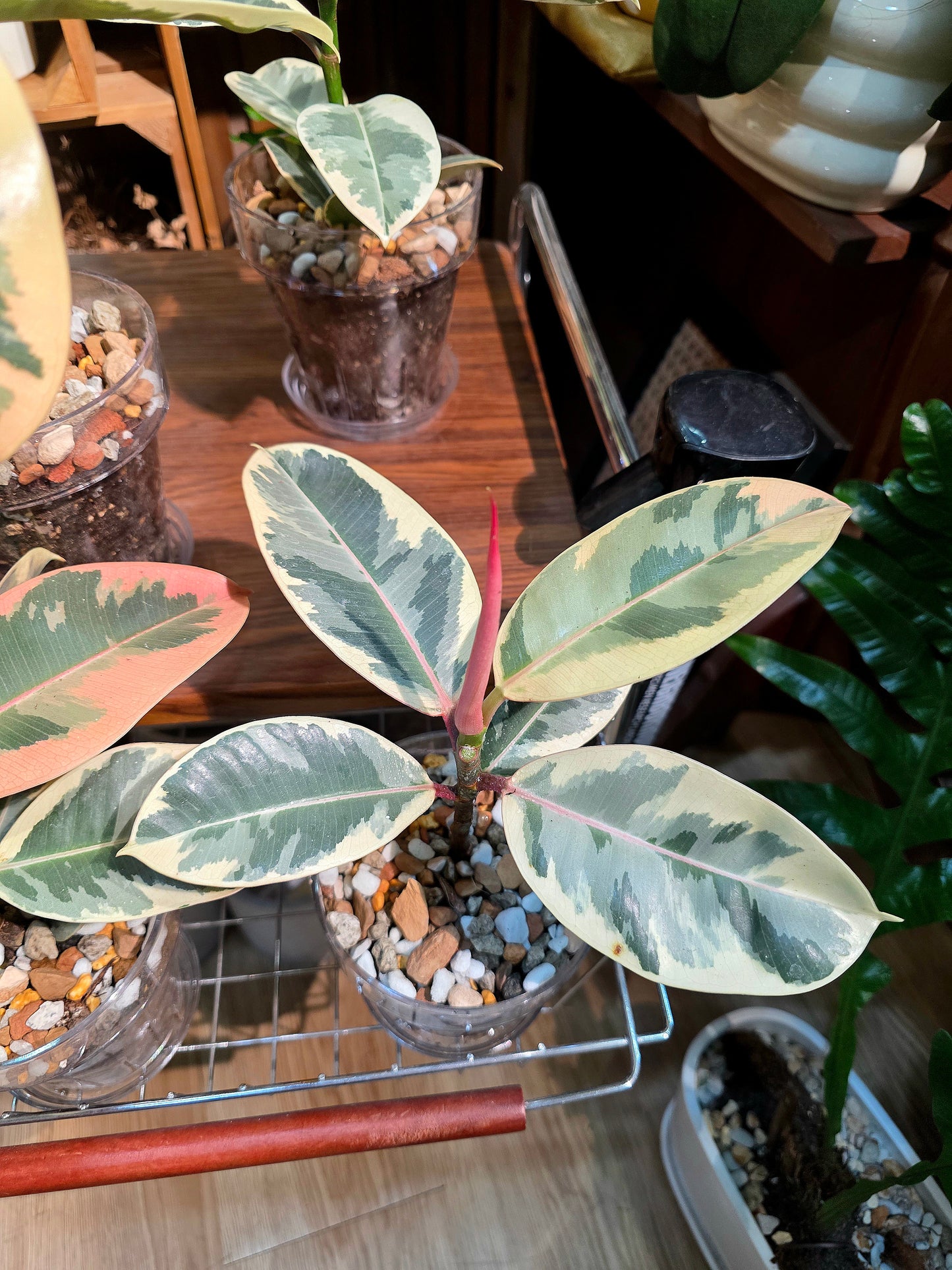 Ficus tineke 斑葉橡皮樹