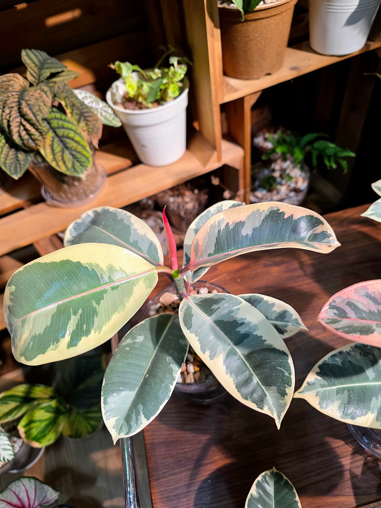Ficus tineke 斑葉橡皮樹