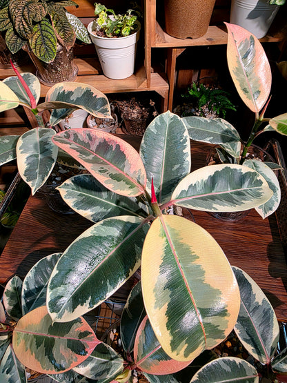 Ficus tineke 斑葉橡皮樹