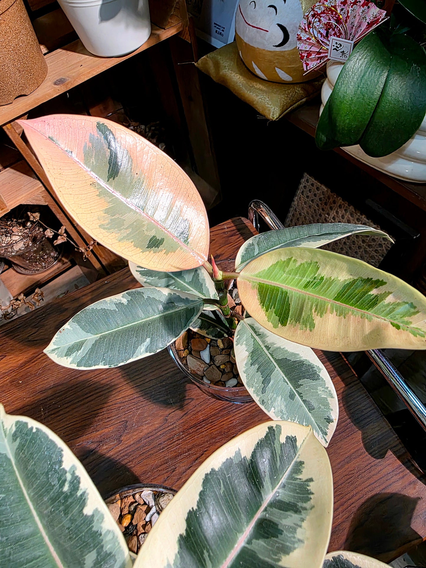 Ficus tineke 斑葉橡皮樹