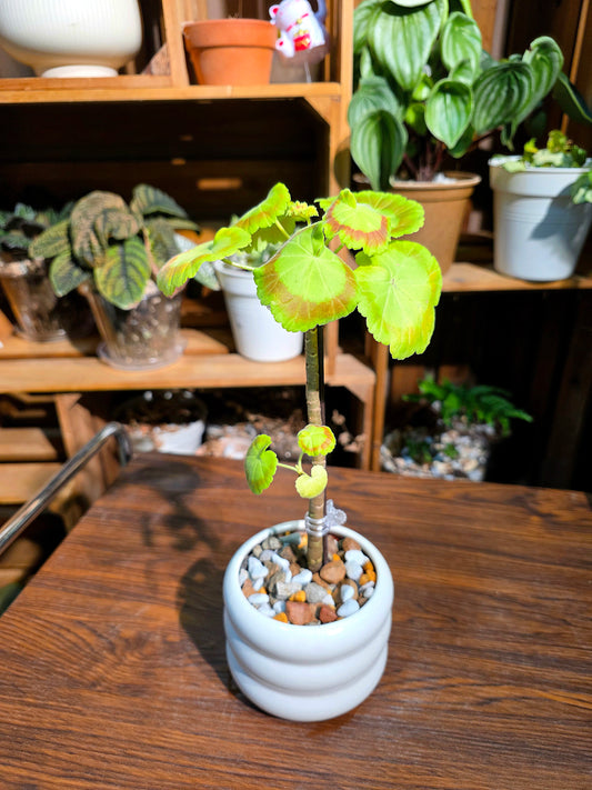 Pelargonium Mrs Quilter 奎爾特夫人天竺葵