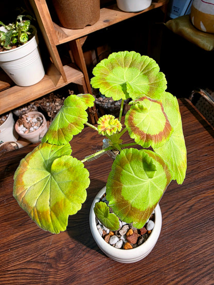 Pelargonium Mrs Quilter 奎爾特夫人天竺葵