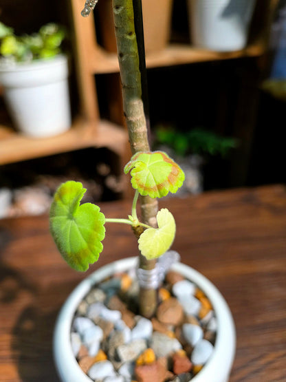 Pelargonium Mrs Quilter 奎爾特夫人天竺葵