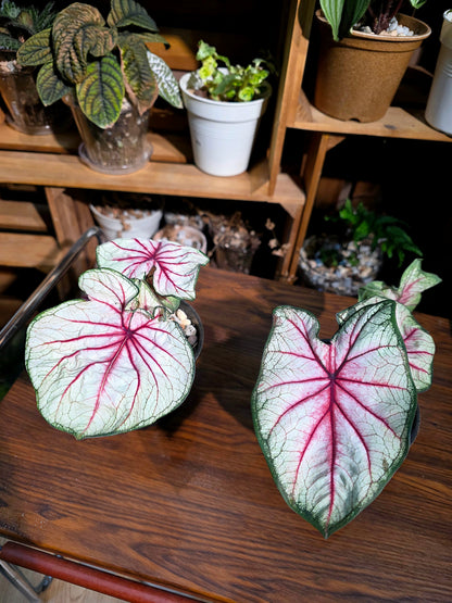 Caladium sp 羅馬假日彩葉芋