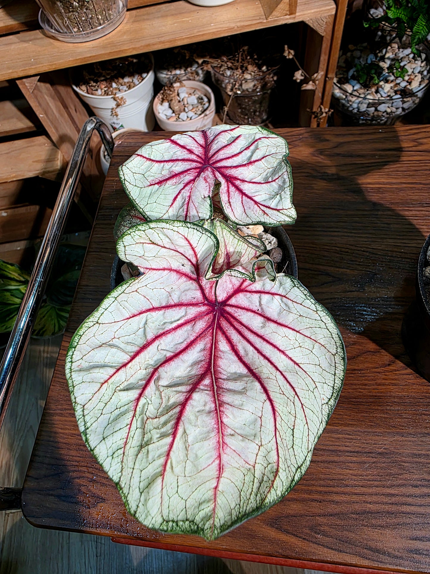 Caladium sp 羅馬假日彩葉芋