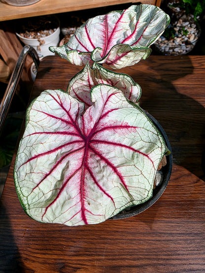 Caladium sp 羅馬假日彩葉芋