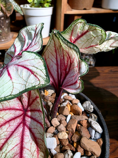 Caladium sp 羅馬假日彩葉芋