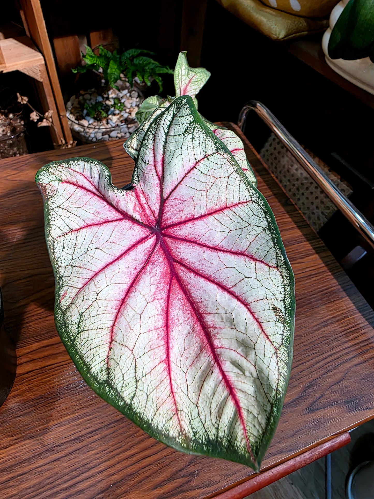Caladium sp 羅馬假日彩葉芋