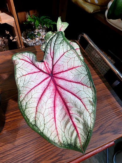 Caladium sp 羅馬假日彩葉芋
