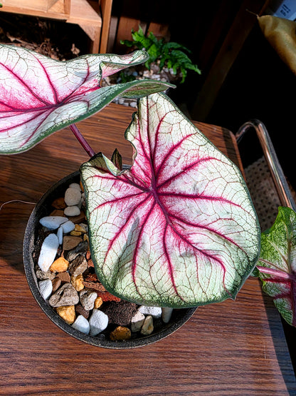 Caladium sp 羅馬假日彩葉芋